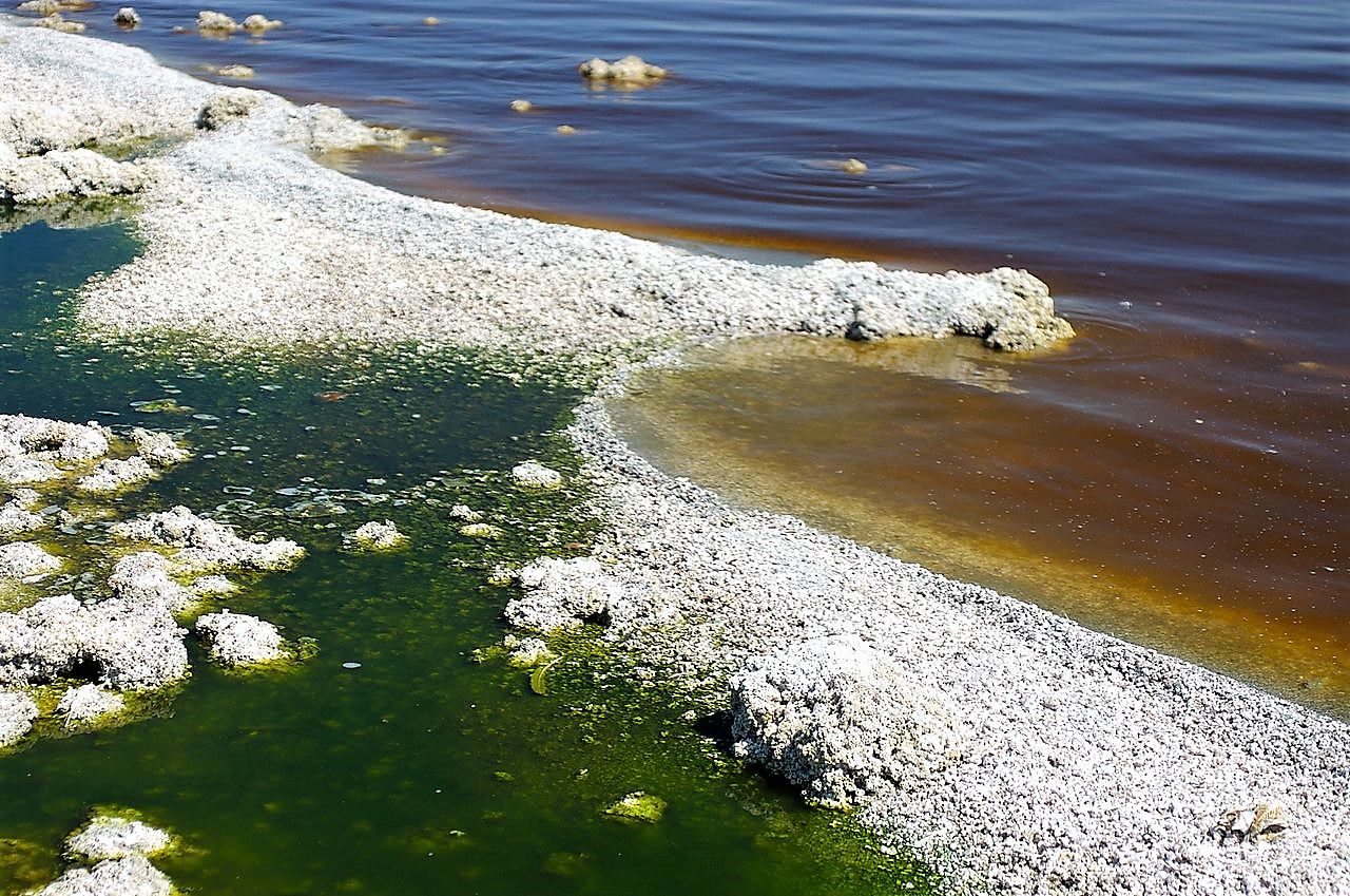 Samples from Salton Sea indicate low levels of harmful toxin